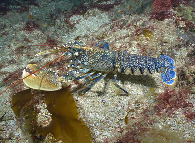 Homard