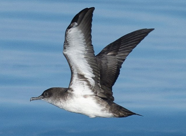 Puffin des Baléares