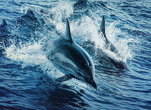 Dauphin